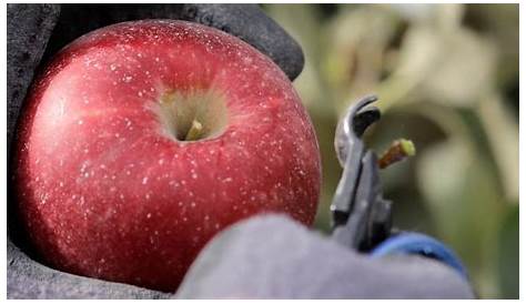 Cosmic Crisp apples for sale in December 2019: Washington's new breed