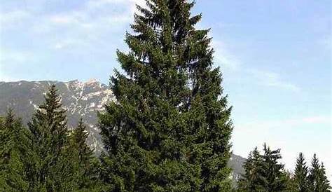 Norway Pine (Red Pine) Tree Facts, Identification, Habitat, Pictures