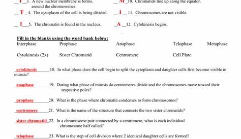 mitosis sequencing worksheet answers