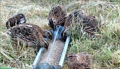 Learn Why Coturnix Quail are the Beginners Breed | Quail, Raising quail