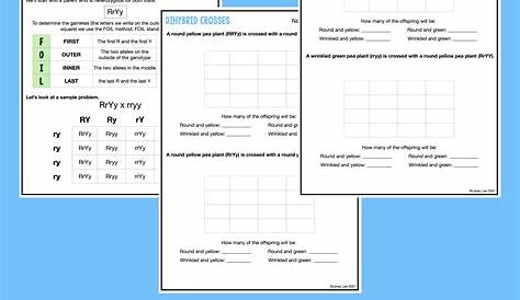 Dihybrid Cross Punnett Square Worksheet With Answers - Worksheets For