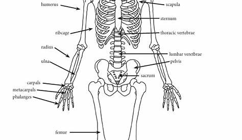 An Introduction to the Skeletal System