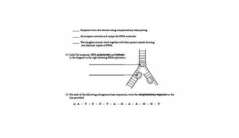 structure of dna and replication worksheet