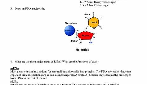14 Best Images of Comparing DNA And RNA Worksheet - Section 12 4