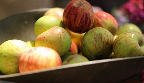 Apple Varieties | The Green Urban Lunch Box