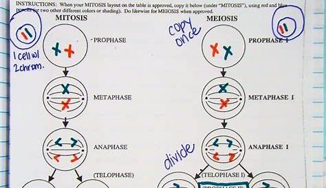 meiosis vs mitosis worksheet answers
