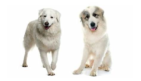Great Pyrenees Size Chart | Growth & Weight Chart