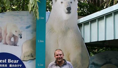 polar bear size chart