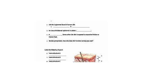 50 Integumentary System Worksheet Answers
