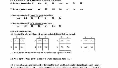 genetics punnett squares practice worksheets