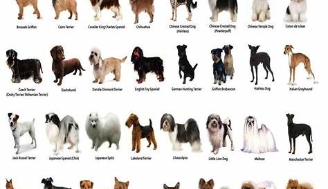 The Dog Different Dog Breeds Infographic Chart 18"x28" (45cm/70cm) Poster