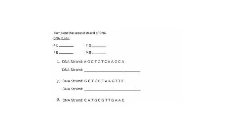 Complementary Base Handout - Dna Rna And Proteins Ppt Download : In