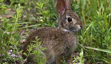 cottontail rabbit facts | nahtalizeny
