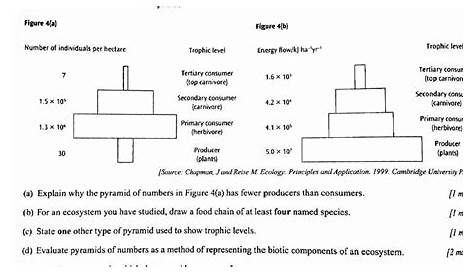 50 Ecological Pyramids Worksheet Answer Key | Chessmuseum Template