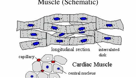 Microscope Cardiac Muscle Cell Labeled - img-stache
