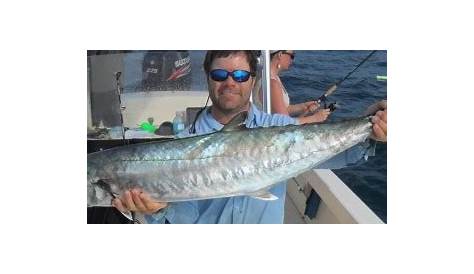 Tampa Bay Fish Species - Captain Matt Fishing Charters