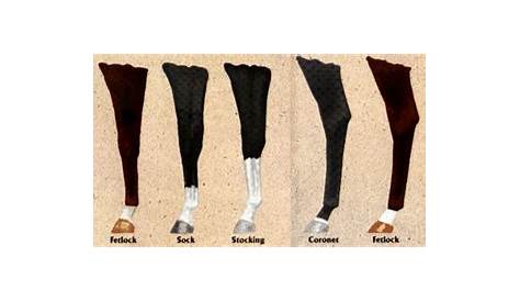 horse leg markings chart