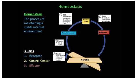 homeostasis feedback loop worksheet