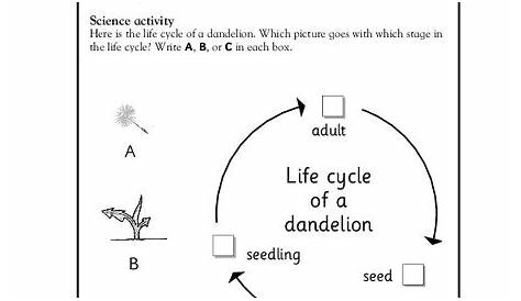 life cycle of plant worksheet