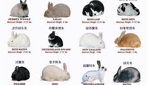 new zealand rabbit color chart