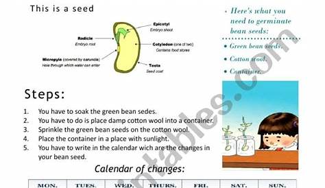 germination science worksheet