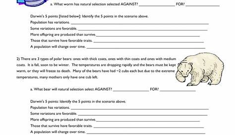 Natural Selection Worksheet — db-excel.com
