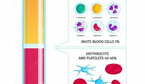 Blood Cells Plasma Infographics Stock Vector - Illustration of