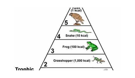 Food Chain, Food Web, and Energy Pyramid Review