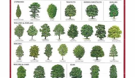 identify tree leaf chart