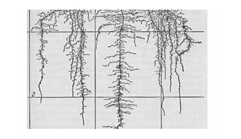 root depth of plants