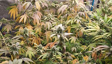 Follow VPD chart during flower? | THCFarmer - Cannabis Cultivation Network