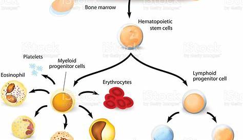 hematopoietic stem cell transplantation ppt