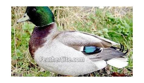 Call Ducks | Duck, Duck breeds, Wood ducks