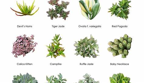 Types Of Succulents Indoor | Types Of Succulent Plant