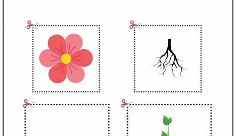 Parts Of The Plant Worksheet For The Kids | Worksheets for kids