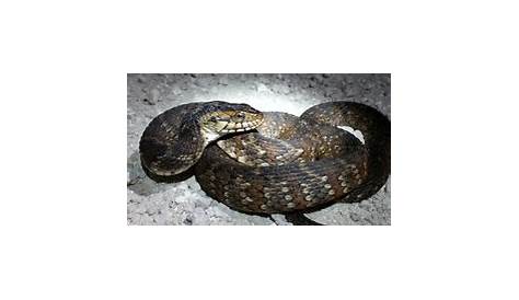 Snakes of Louisiana · iNaturalist