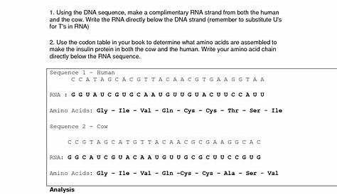 dna and genes worksheet