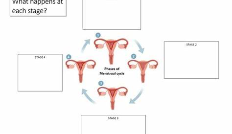 menstrual cycle worksheets