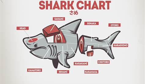 gym shark sizing chart