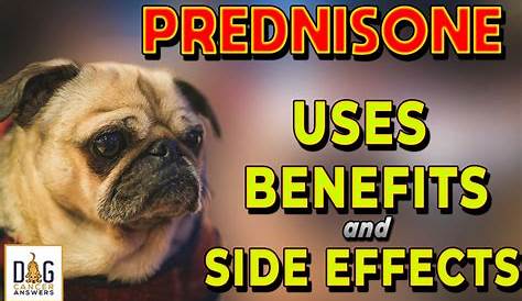 Prednisone for Dogs - Uses, Benefits, and Side Effects | Dr. Tammy