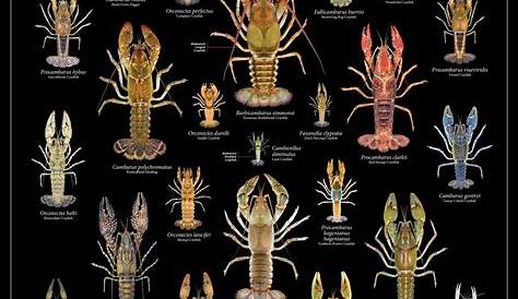 freshwater crayfish color chart
