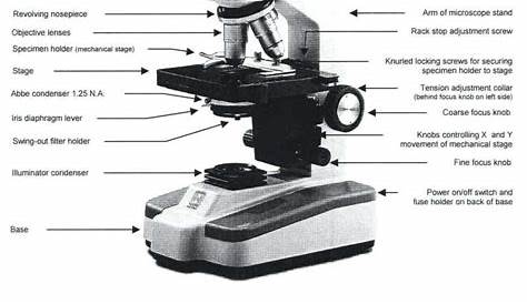 The Compound Light Microscope Worksheet