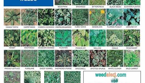 vegetable seedling identification chart