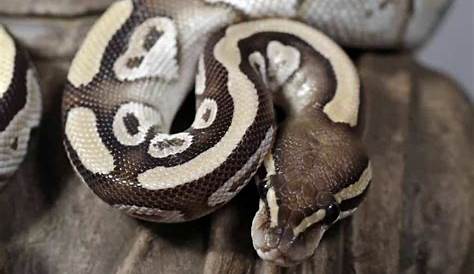 Ball Python Morphs: A Complete List with Pictures - Embora Pets