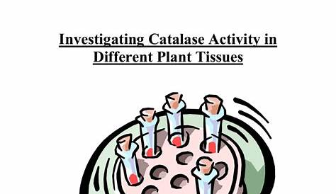 investigating catalase activity worksheets answers