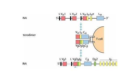 Abvm-cdr3-1 Circuit Diagram