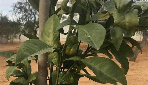 identification - Part of the citrus leaves are dull and dark graying