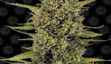 Buy ACAPULCO GOLD™ Cannabis Seeds Online | Seed Shack