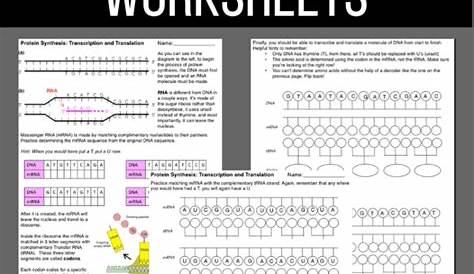 Protein Synthesis Worksheet with Answer Key - Laney Lee