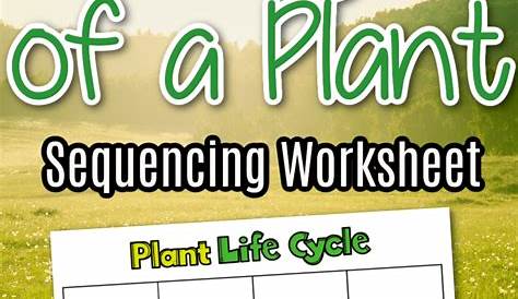 life cycle of a plant worksheet printable